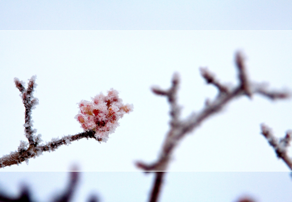 Zuckerwatte