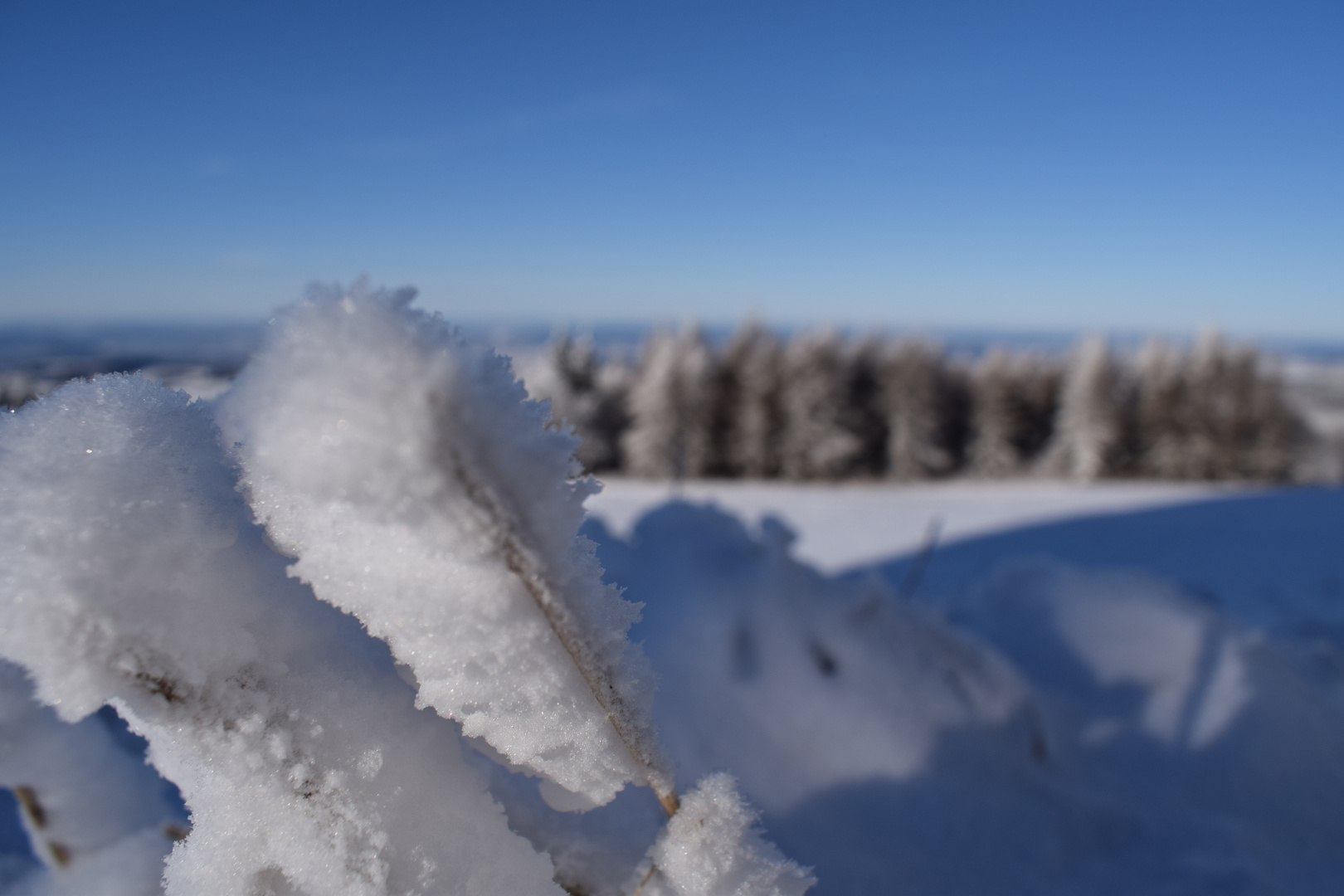 Zuckerwatte auf der Wasserkuppe