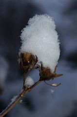 Zuckerwatte