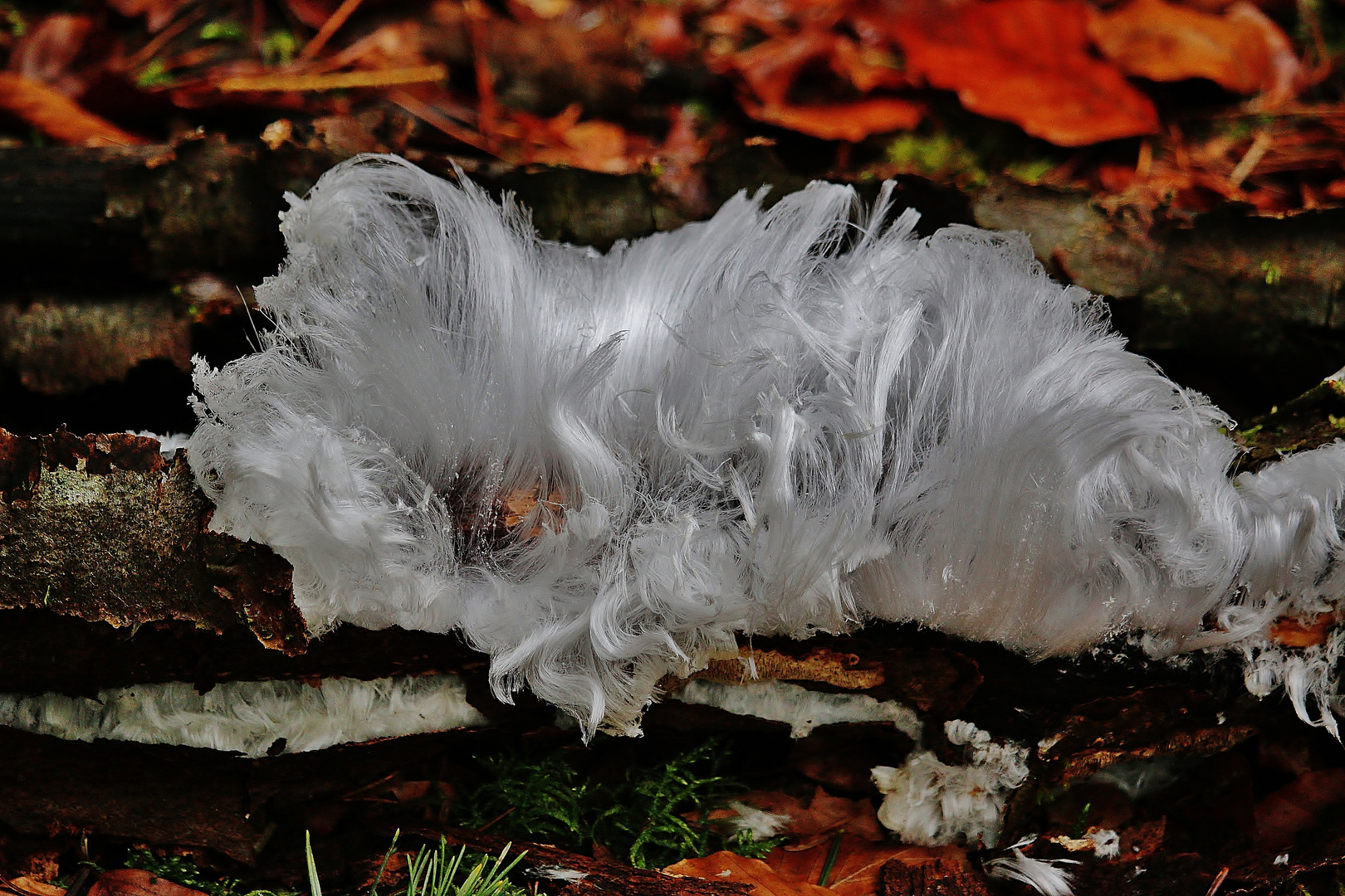 Zuckerwatte des Waldes...