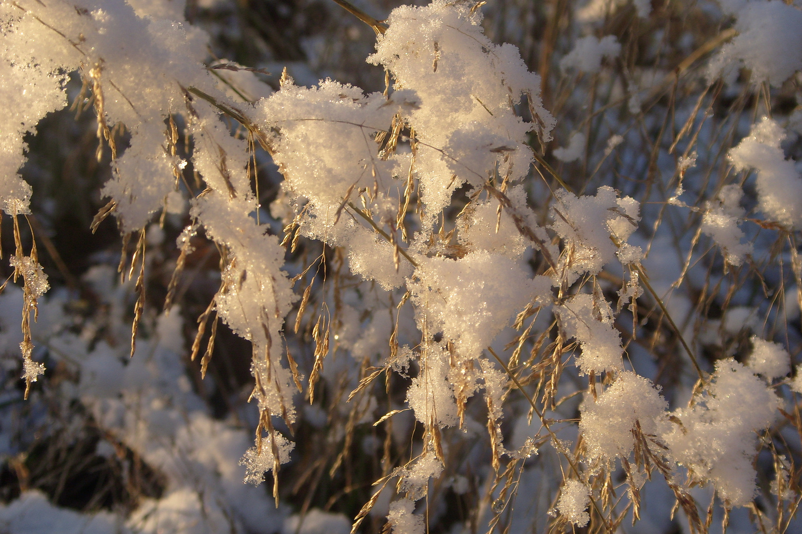 "Zuckerwatte"