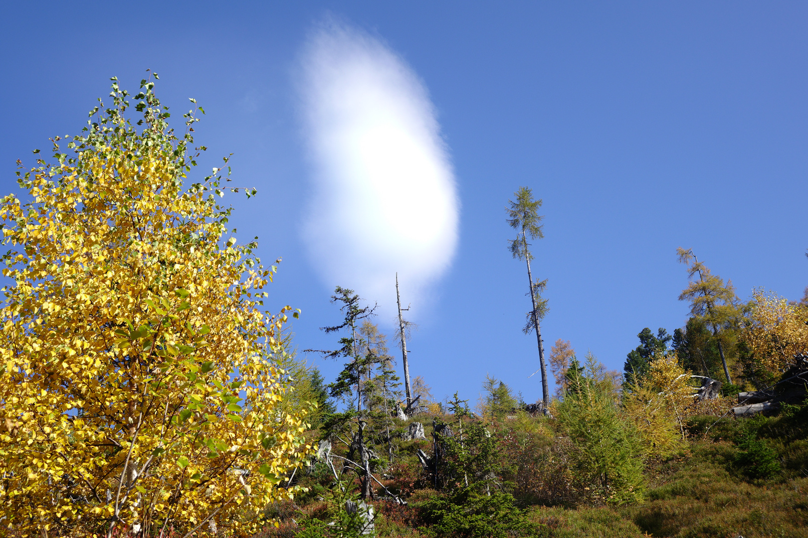 Zuckerwatte