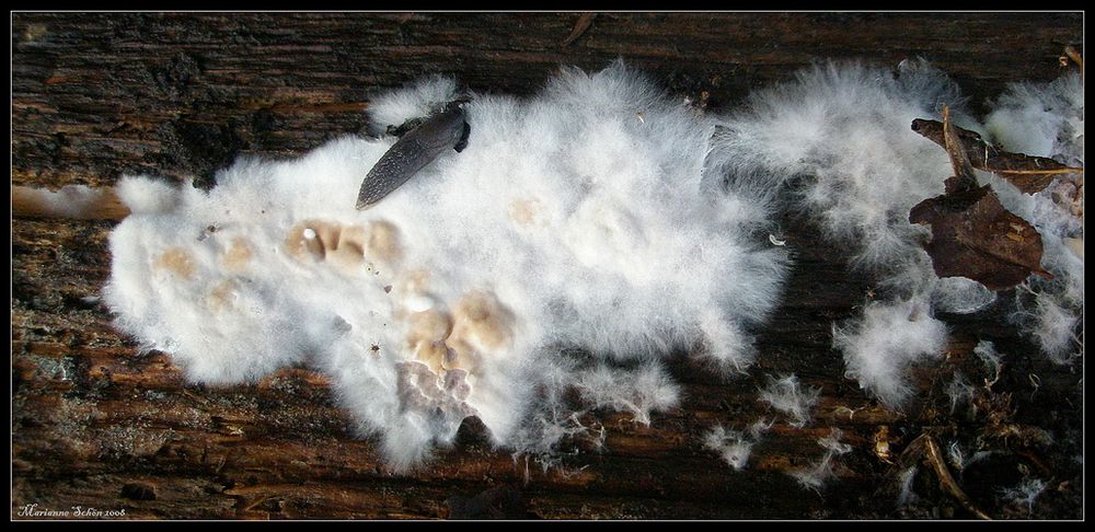 Zuckerwatte für eine Schnecke...