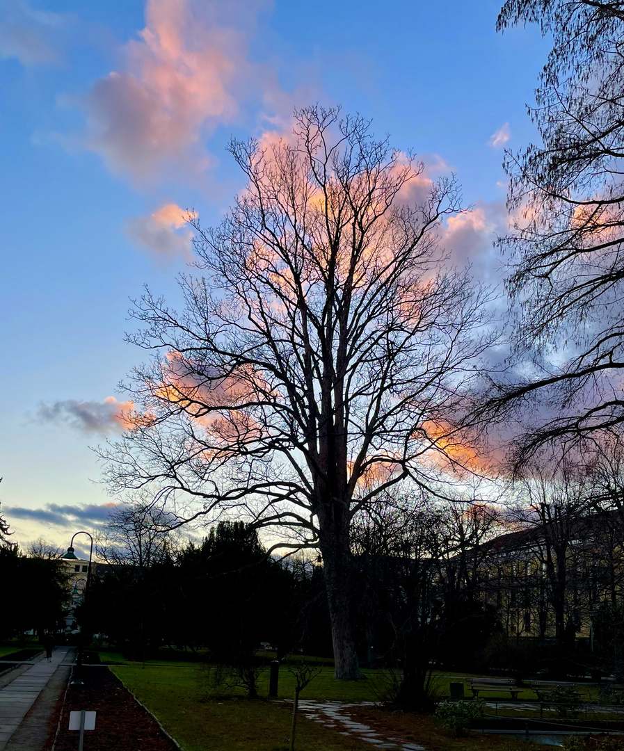 Zuckerwattebaum