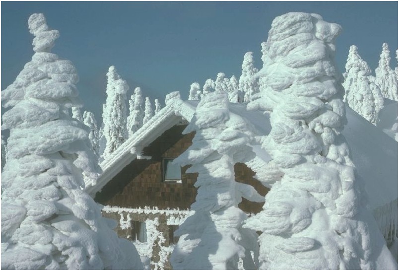 Zuckerwattenbäume (Dreisessel Diensthütte)