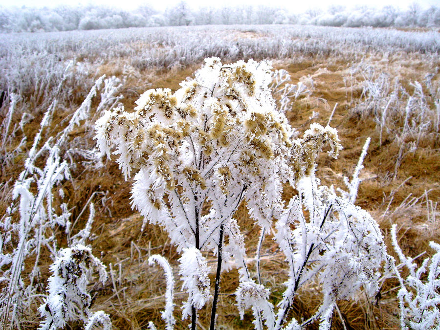 Zuckerwattenhülle