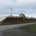 Zuckkerrübenmiete im Wind