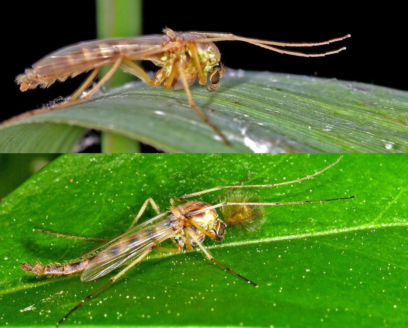 Zuckmücke (Chironomidae sp.)......