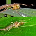 Zuckmücke (Chironomidae sp.)......