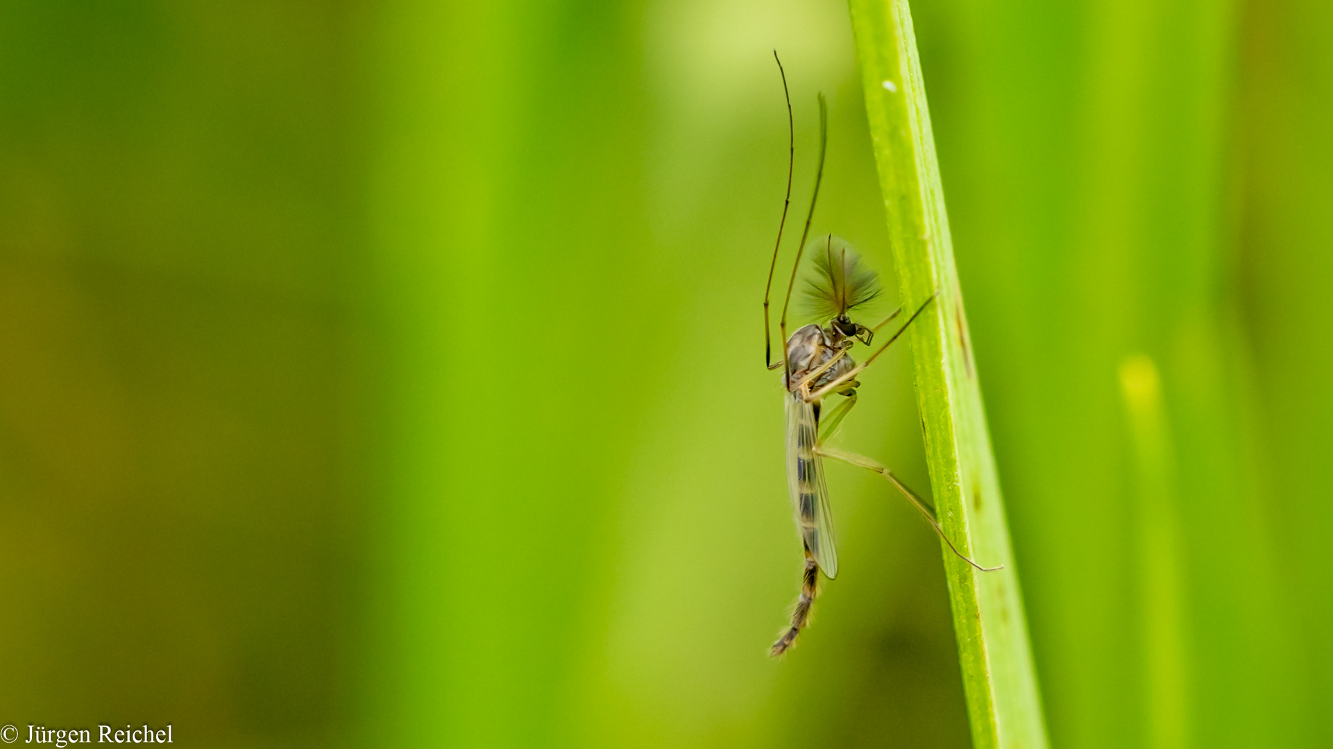 Zuckmücke ( Chironomus plumosus )