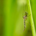 Zuckmücke ( Chironomus plumosus )