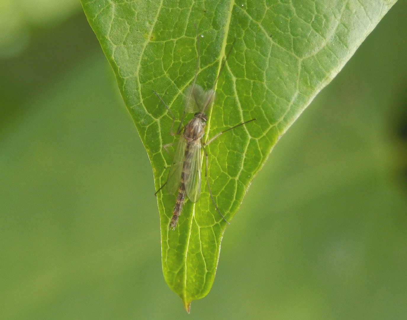 Zuckmücke Chironomus plumosus