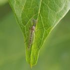 Zuckmücke Chironomus plumosus