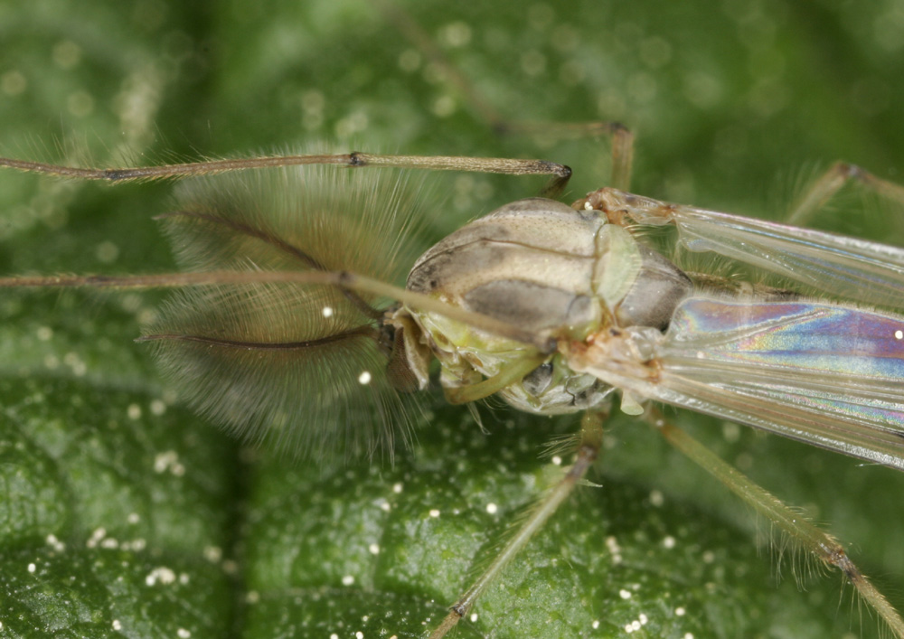 Zuckmücke (Männchen)