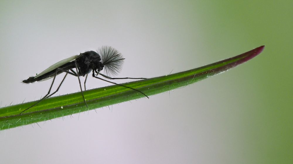 Zuckmücke (Microtendipes pedellus) Foto & Bild natur, wildlife, zuckmücke Bilder auf