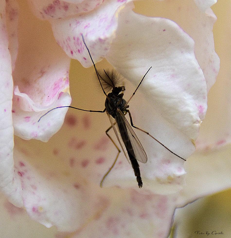 Zuckmücken (Chironomidae)