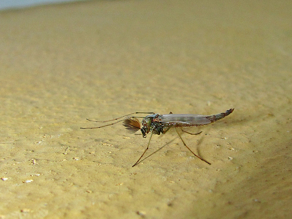 Zuckmücken Männchen Foto & Bild tiere, wildlife, insekten Bilder auf