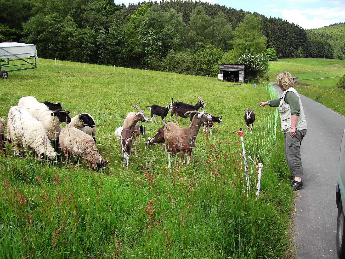 Züchterin beim Hegen und Pflegen