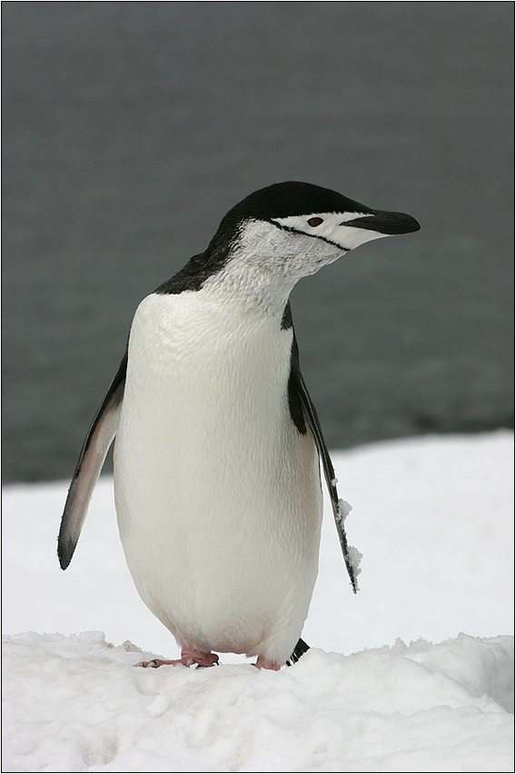 zügel-pinguin/chinstrap penguin/pygoscelis antarctica