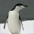 zügel-pinguin/chinstrap penguin/pygoscelis antarctica