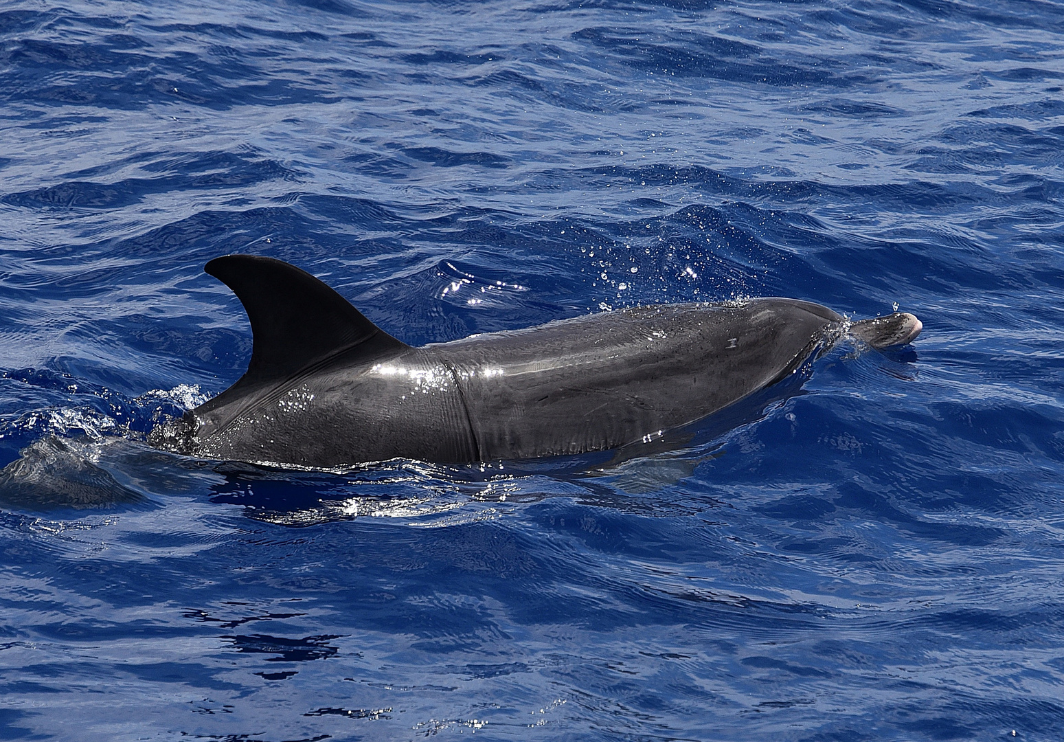 Zügeldelfin oder auch Atlantischer Fleckendelfin / Stenella frontalis 2