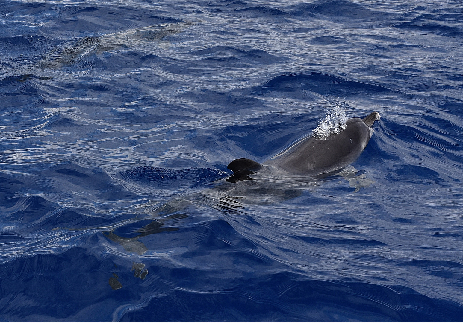  Zügeldelfin oder auch Atlantischer Fleckendelfin / Stenella frontalis