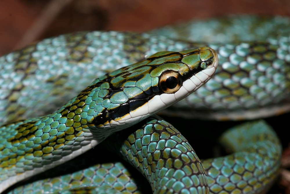 Zügelnatter Portrait