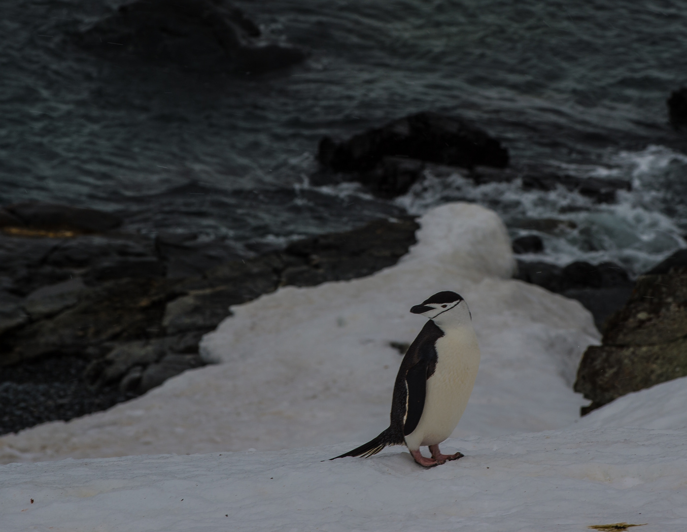 Zügelpinguin