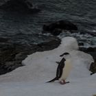 Zügelpinguin