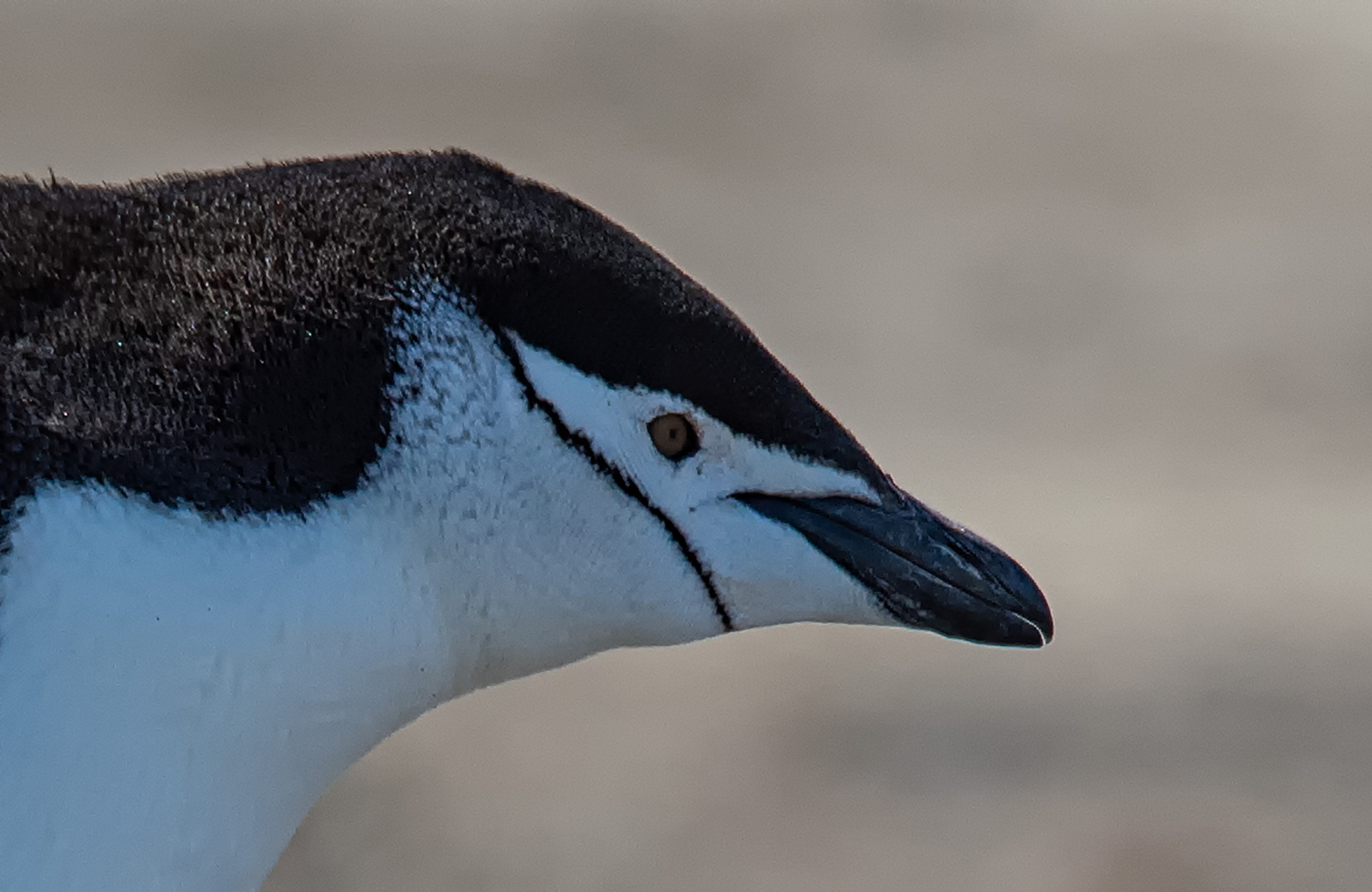 Zügelpinguin