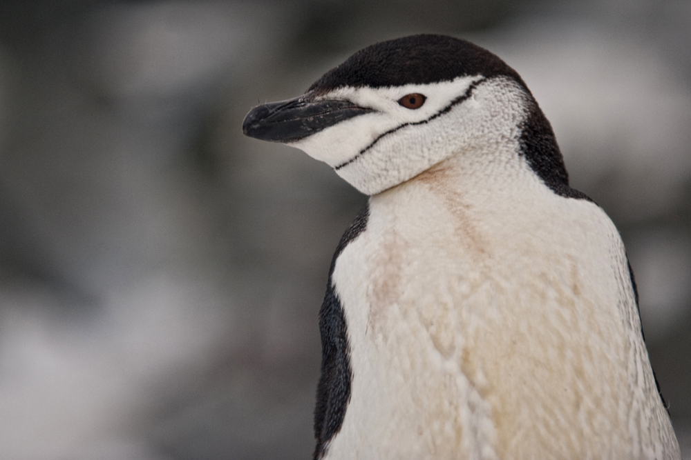 Zügelpinguin