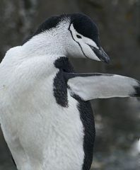 Zügelpinguin