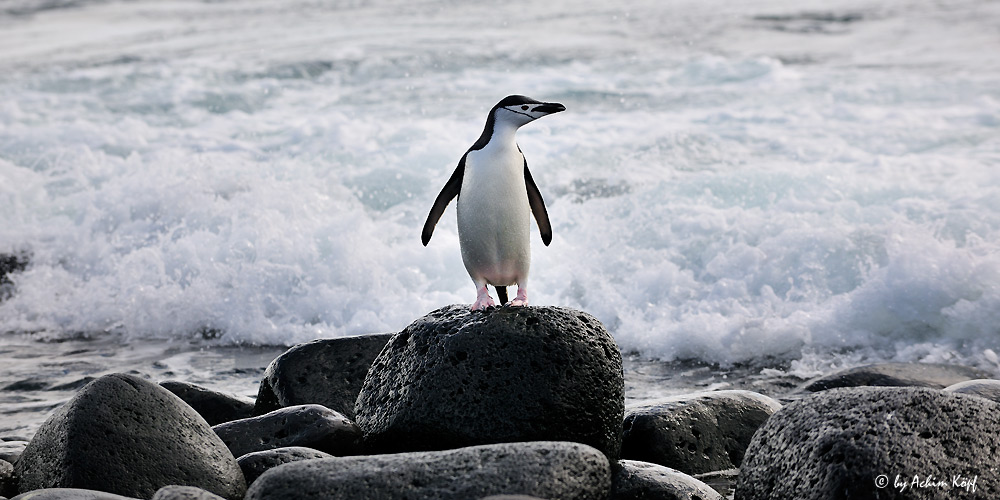 Zügelpinguin