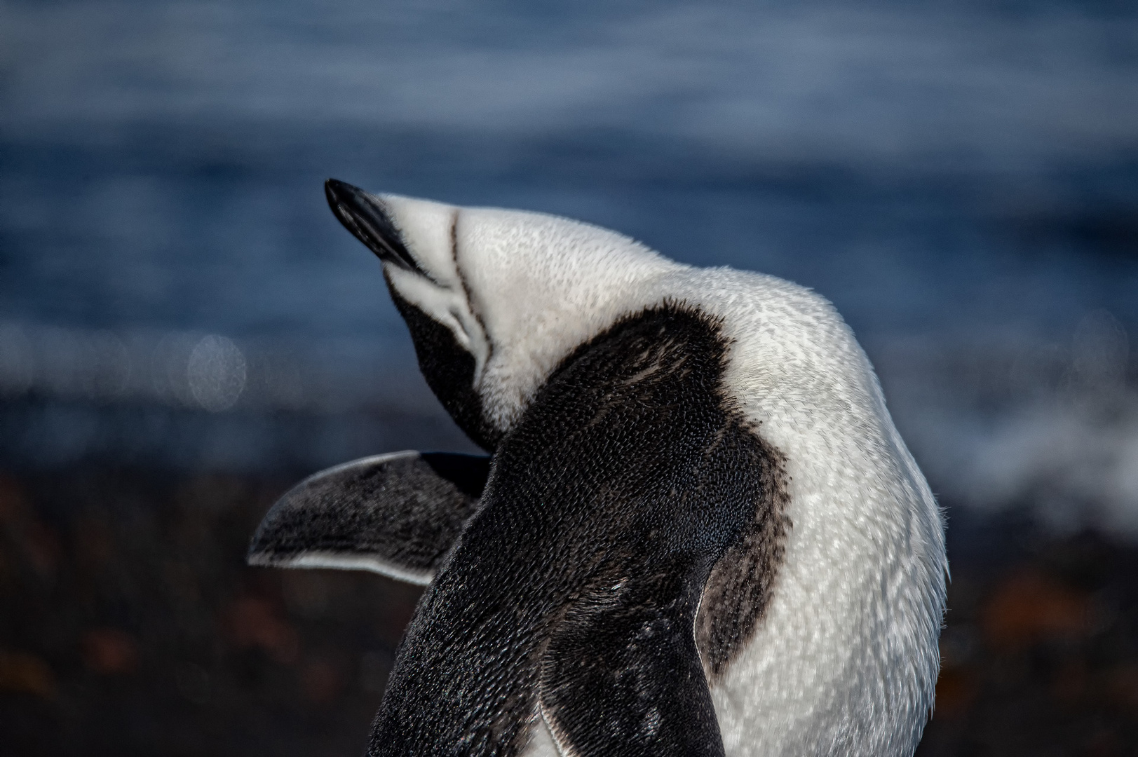 Zügelpinguin