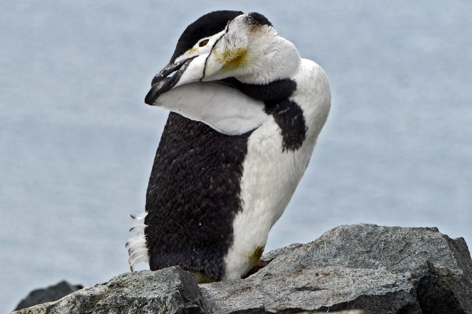  Zügelpinguin bei der Gefiederpflege