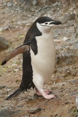 Zügelpinguin