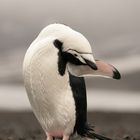 Zügelpinguin Posing