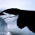  Zügelpinguin (Pygoscelis antarctica), Antarktis