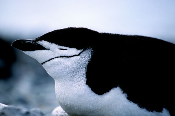 Zügelpinguin (Pygoscelis antarctica), Antarktis