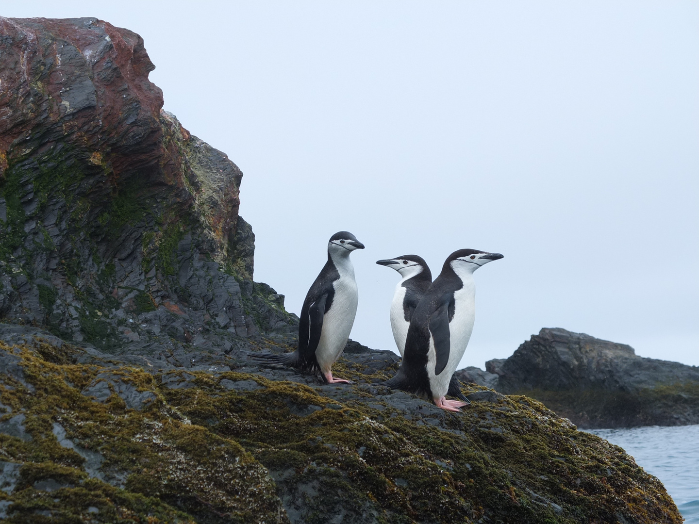 Zügelpinguine