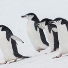 Zügelpinguine