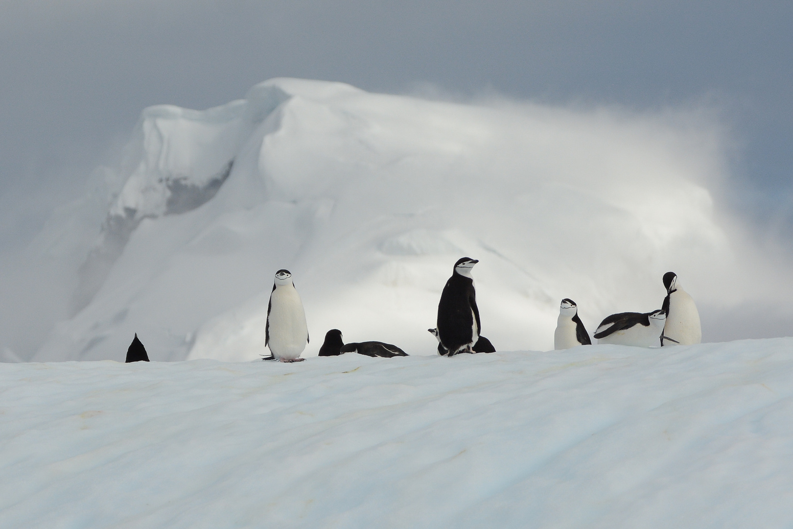 Zügelpinguine