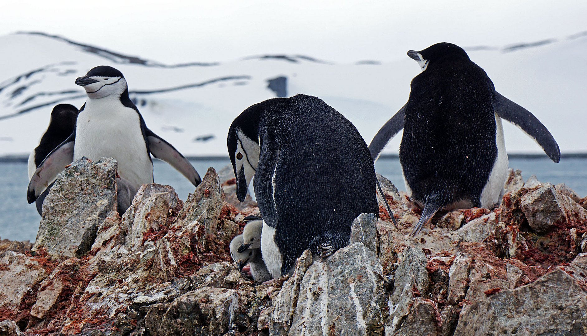 Zügelpinguine ...