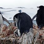 Zügelpinguine ...