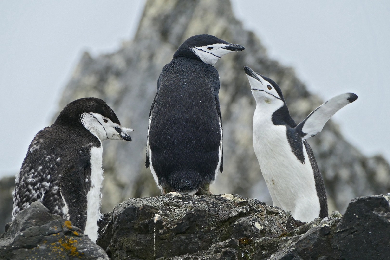 Zügelpinguine