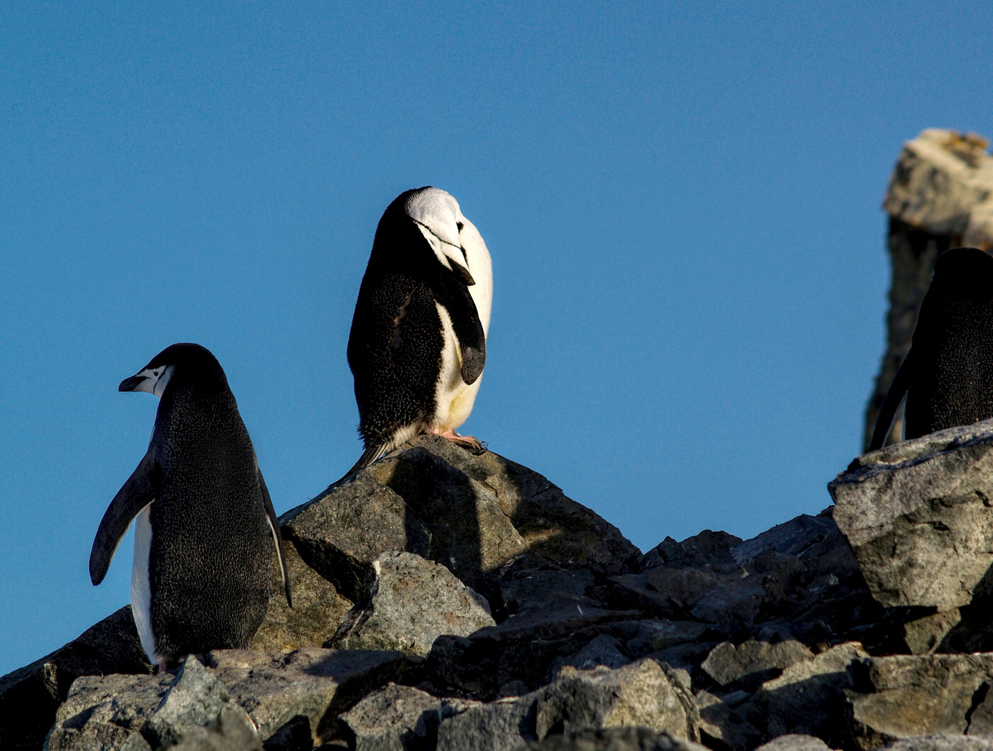 Zügelpinguine auf ihrem Ausguck