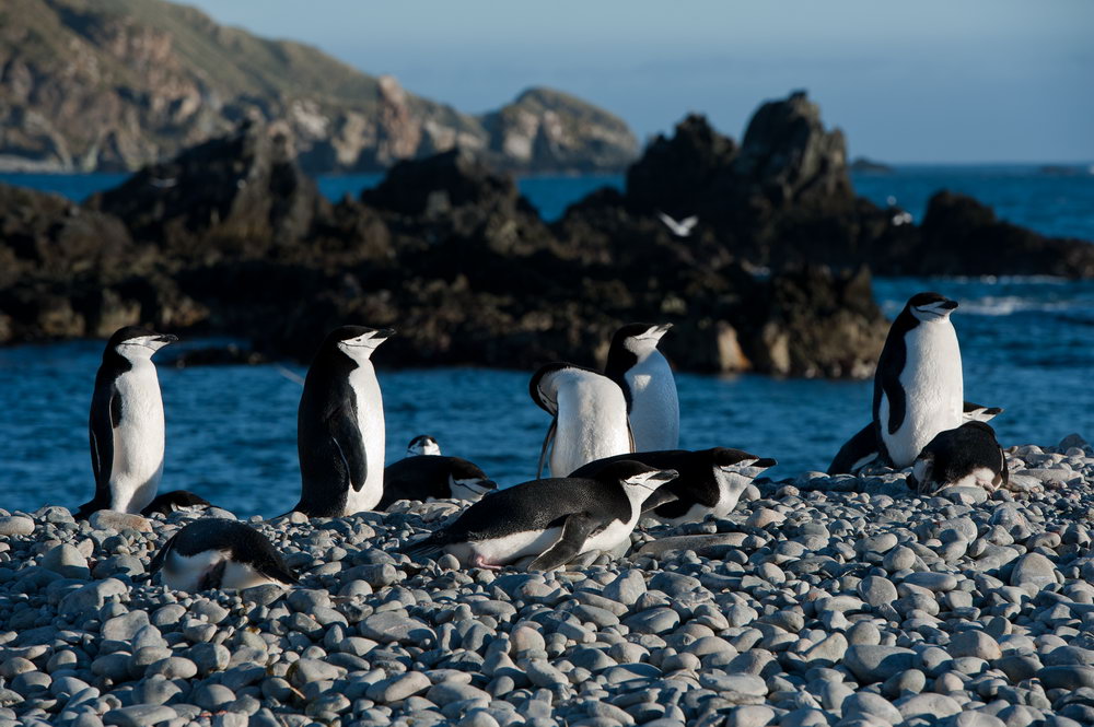 Zügelpinguine auf South Georgia