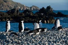 Zügelpinguine auf South Georgia