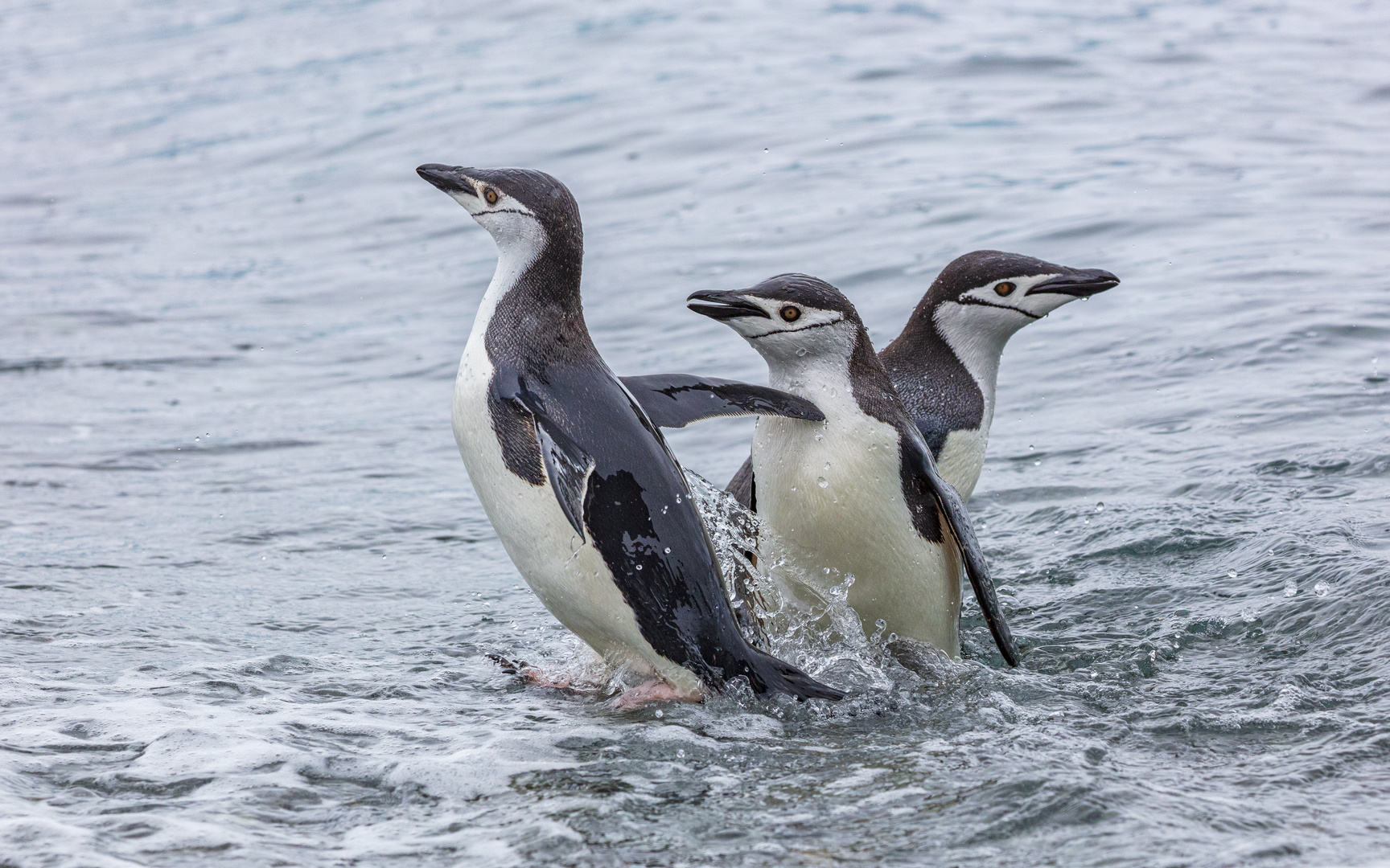 Zügelpinguine