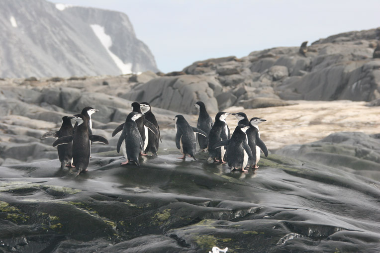 Zügelpinguine